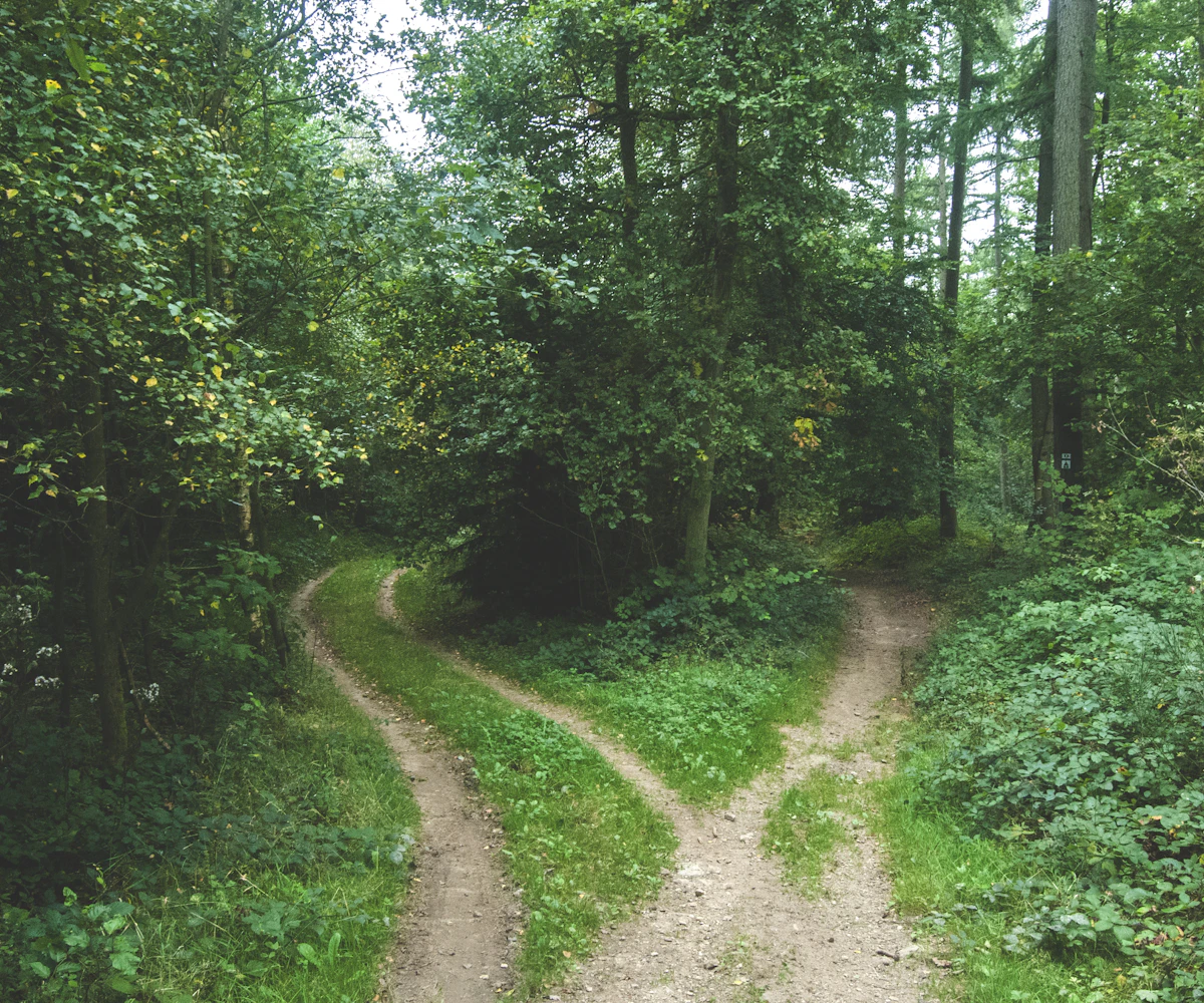 A path through the woods splitting into two